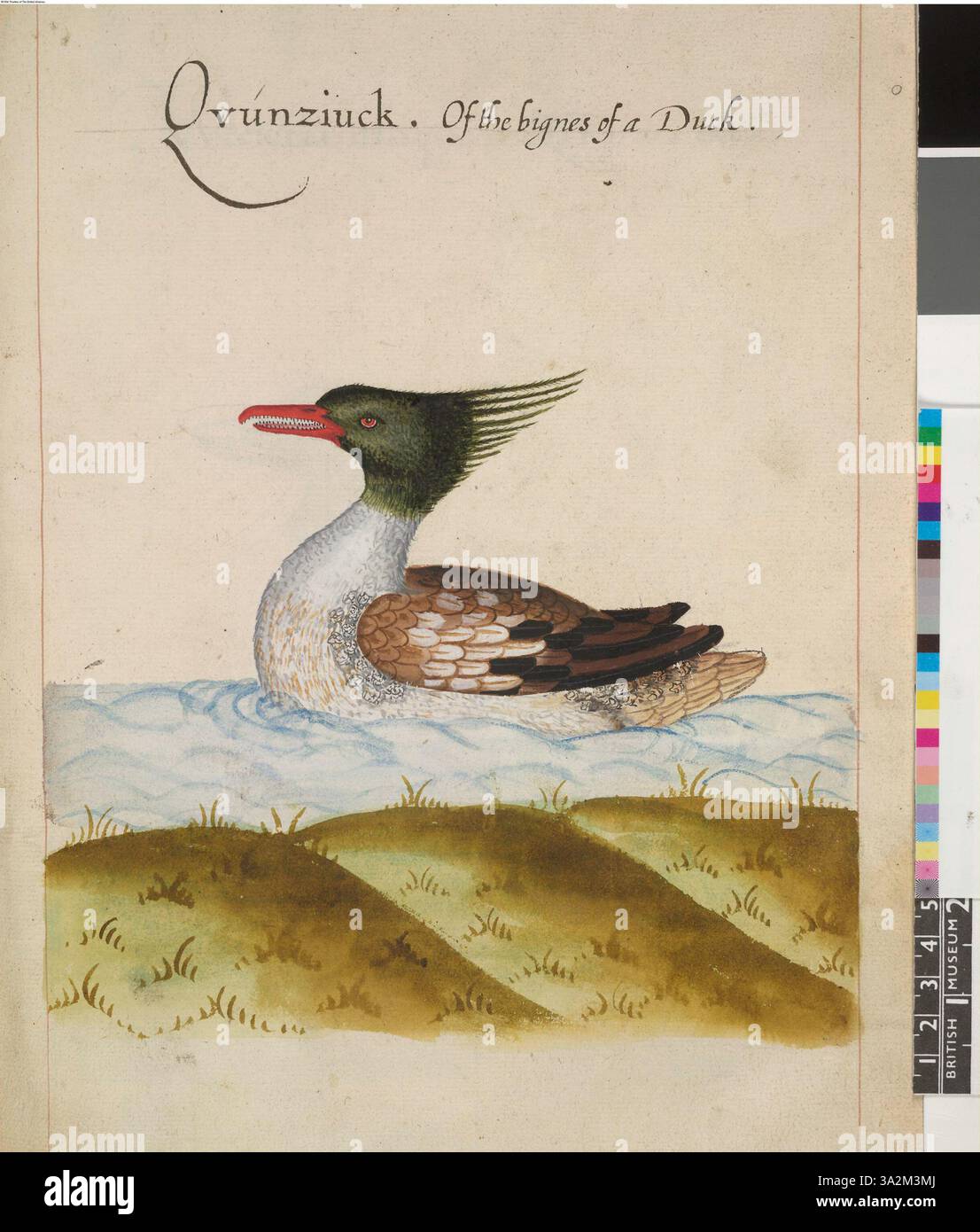 Questo disegno raffigura il Merganser dal petto rosso (Mergus serrator Linn), una delle prime specie di uccelli americani, creato dopo un possibile lavoro perduto di John White, che presenta le caratteristiche peculiari e i dettagli naturalistici dell'uccello. Foto Stock Questo disegno raffigura il Merganser dal petto rosso (Mergus serrator Linn), una delle prime specie di uccelli americani, creato dopo un possibile lavoro perduto di John White, che presenta le caratteristiche peculiari e i dettagli naturalistici dell'uccello. Foto Stock