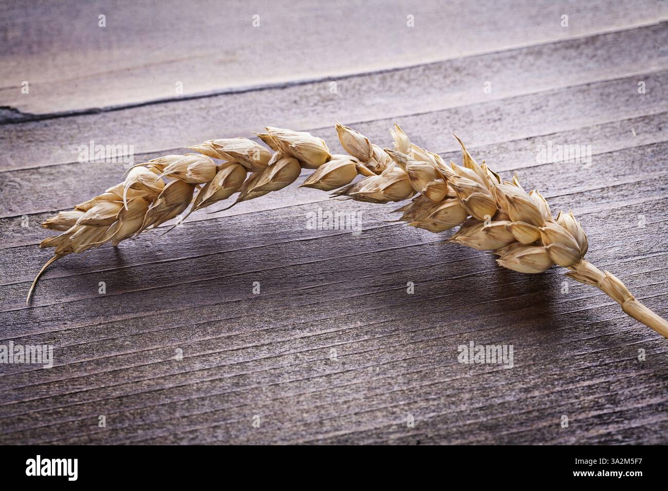 Un piccolo orecchio di grano su tavola di legno vintage concetto di cibo e bevande Foto Stock
