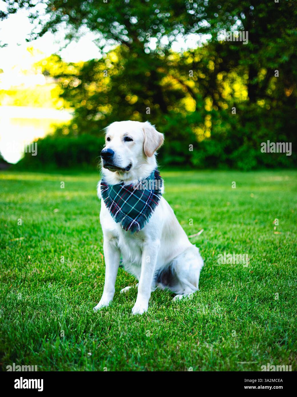 Crogiolandosi al sole, questo Golden retriever gode di un pomeriggio tranquillo al parco, pura felicità in ogni risveglio Foto Stock