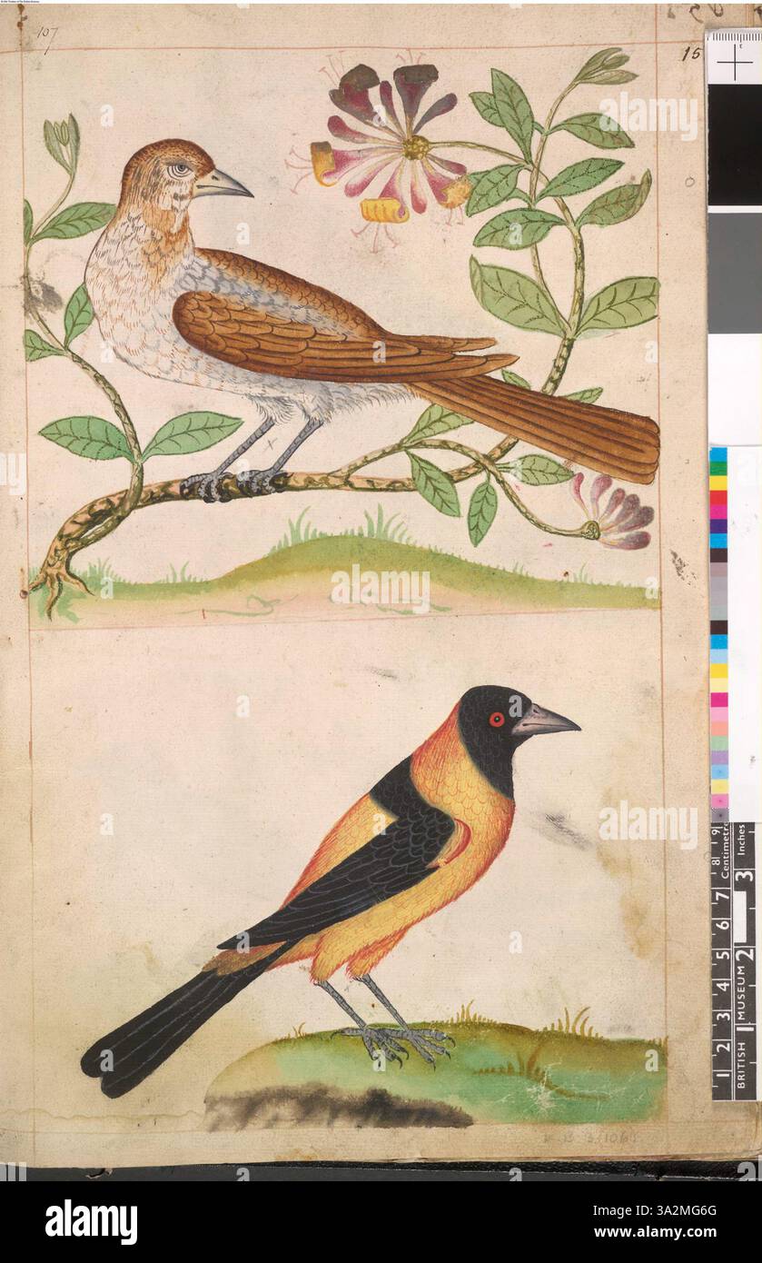 Questa illustrazione, associata a John White, presenta il Brown Thrasher e il Baltimore Oriole, due specie di uccelli del Nord America, raffigurate con attenzione alle loro caratteristiche e colorazioni distinte. Foto Stock Questa illustrazione, associata a John White, presenta il Brown Thrasher e il Baltimore Oriole, due specie di uccelli del Nord America, raffigurate con attenzione alle loro caratteristiche e colorazioni distinte. Foto Stock