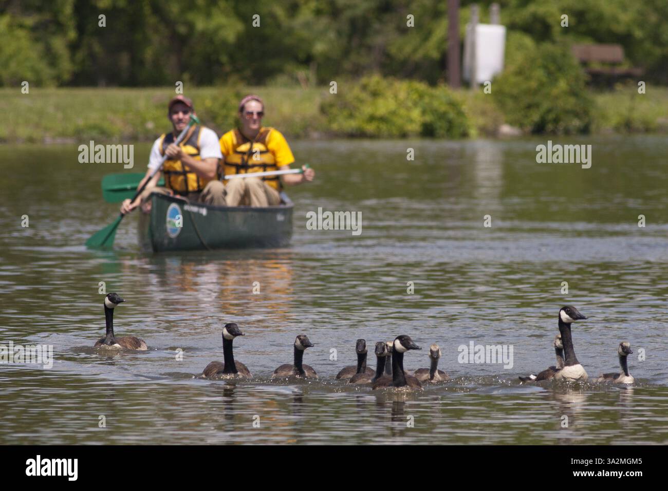 23 giugno 2014 - Middletown, New York, USA - lavoratori del Dipartimento di conservazione ambientale dello Stato di New York in una mandria di canoe oche del Canada verso la riva del Fancher-Davidge Park a Middletown, New York. Il DEC spinse le oche in una penna e poi unì quelle che non avevano già bande. Le oche sono state sciolte tra la fine di giugno e l'inizio di luglio perché si stanno ammuffendo e non sono in grado di volare. Il banding aiuta gli scienziati a conoscere la migrazione degli uccelli, i modelli di alimentazione e altri comportamenti. (Immagine di credito: © Tom Bushey/ZUMA Wire/ZUMAPRESS.com) Foto Stock