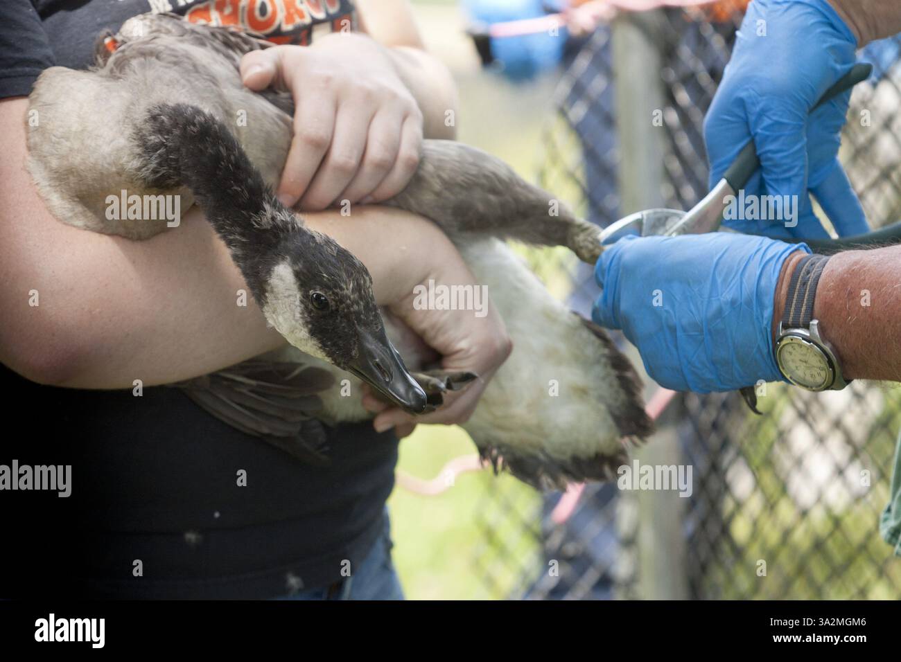 23 giugno 2014 - Middletown, New York, USA - New York State Department of Environmental Conservation Workers band a Canada Goose gosling in un lago di Middletown, New York. Il DEC ha radunato le oche in una penna e poi ha Unito le oche che non avevano già bande. Le oche sono state sciolte tra la fine di giugno e l'inizio di luglio perché si stanno ammuffendo e non sono in grado di volare. Il banding aiuta gli scienziati a conoscere la migrazione degli uccelli, i modelli di alimentazione e altri comportamenti. (Immagine di credito: © Tom Bushey/ZUMA Wire/ZUMAPRESS.com) Foto Stock