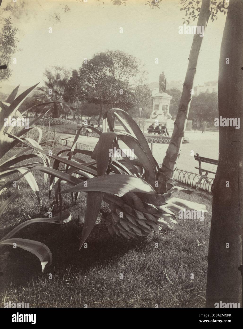 Questa fotografia di Eugène Atget, scattata prima del 1900, mostra una pianta di Aloe a Nizza, sottolineando le sue foglie spighe e la sua forma unica. Foto Stock