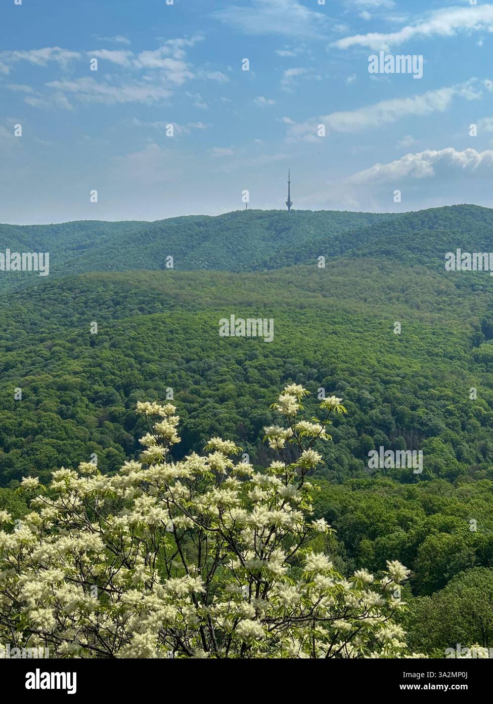 Fruška Gora in primavera, ricoperta di vegetazione lussureggiante e fiori di sambuco in fiore. Una pittoresca miscela di natura vibrante e bellezza stagionale. - Immagine stock catturata con smartphone