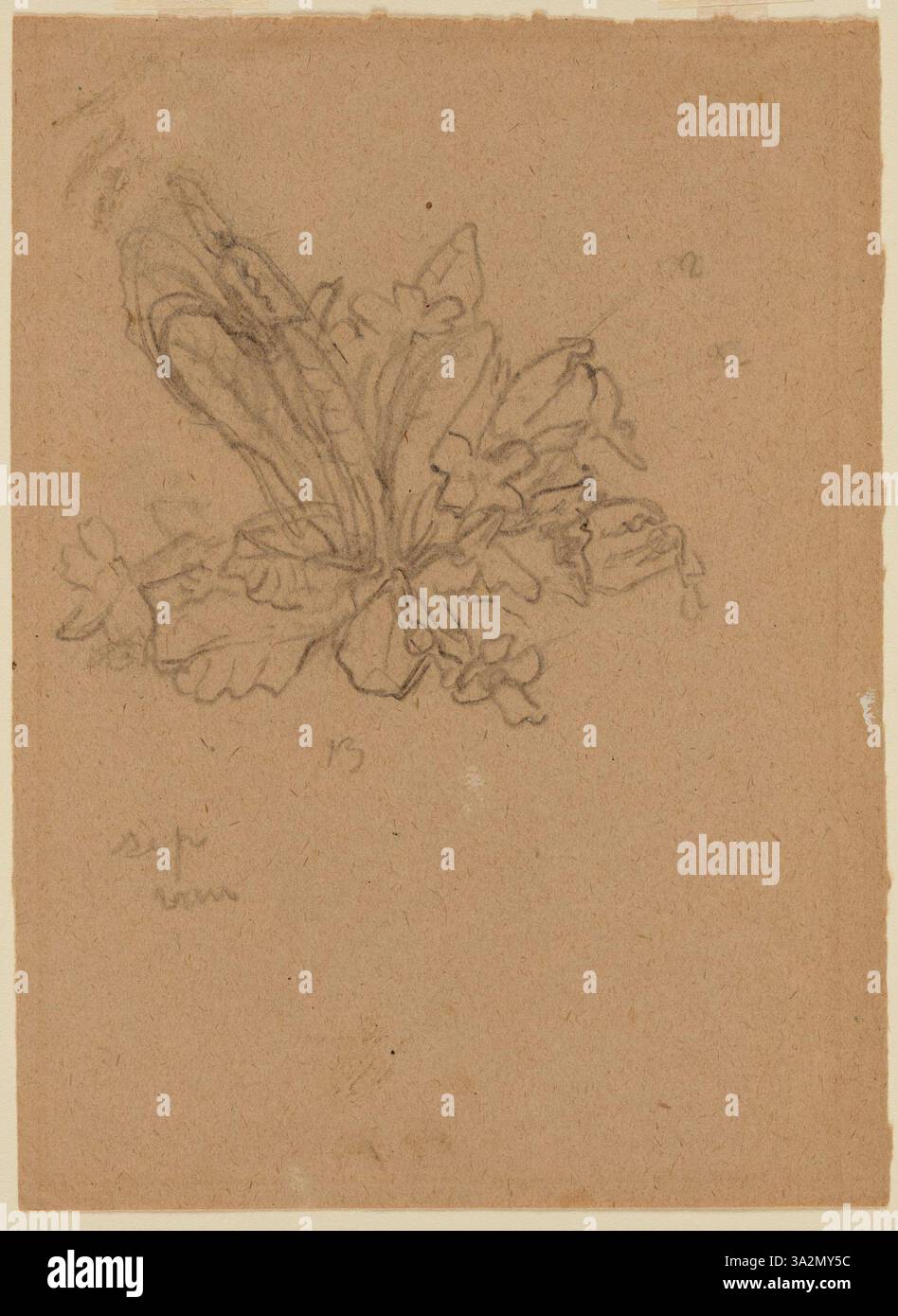 La rappresentazione dei fiori di Gwen John mette in evidenza le loro forme aggraziate e i colori tenui. Il dipinto cattura la bellezza fugace della natura in modo delicato e intimo. Foto Stock