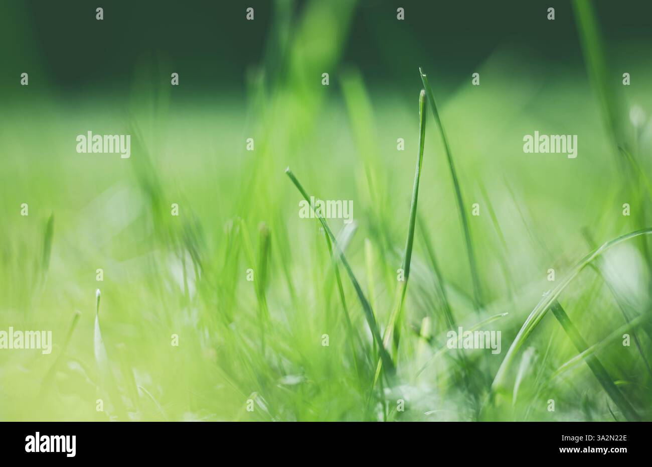 Un primo piano di fresche lame di erba verde bagnate dalla luce soffusa del sole, con uno sfondo sfocato che crea un effetto onirico e tranquillo. Foto Stock