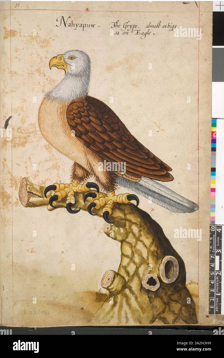 Questa illustrazione, probabilmente basata su un disegno perduto di John White, raffigura l'aquila calva (Halieaetus leucocephalus), un simbolo della fauna selvatica americana. Foto Stock Questa illustrazione, probabilmente basata su un disegno perduto di John White, raffigura l'aquila calva (Halieaetus leucocephalus), un simbolo della fauna selvatica americana. Foto Stock