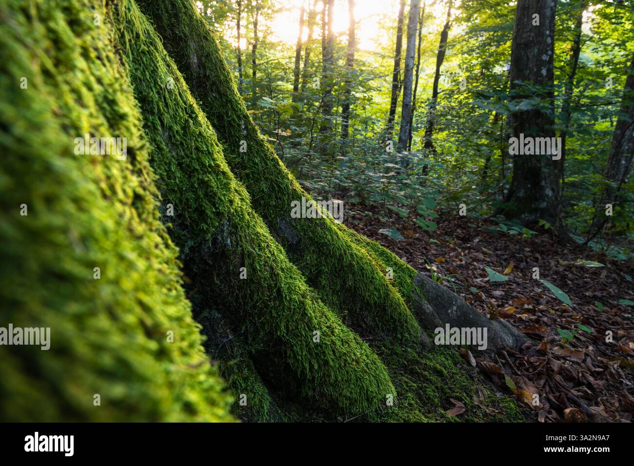 Il muschio cattura la luce del sole sulle radici del carpino da vicino, i dettagli della foresta e il sole bagliano in lontananza tra gli alberi Foto Stock