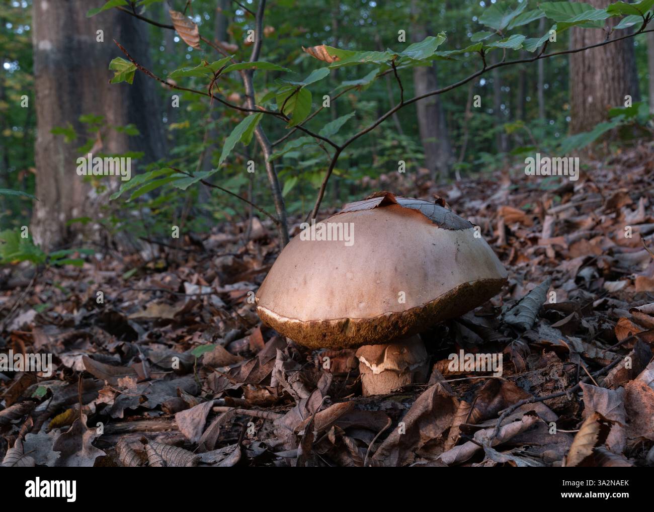 Grande fungo bolo grasso sul pavimento della foresta circondato da foglie secche e c'è una foglia sul cappuccio Foto Stock
