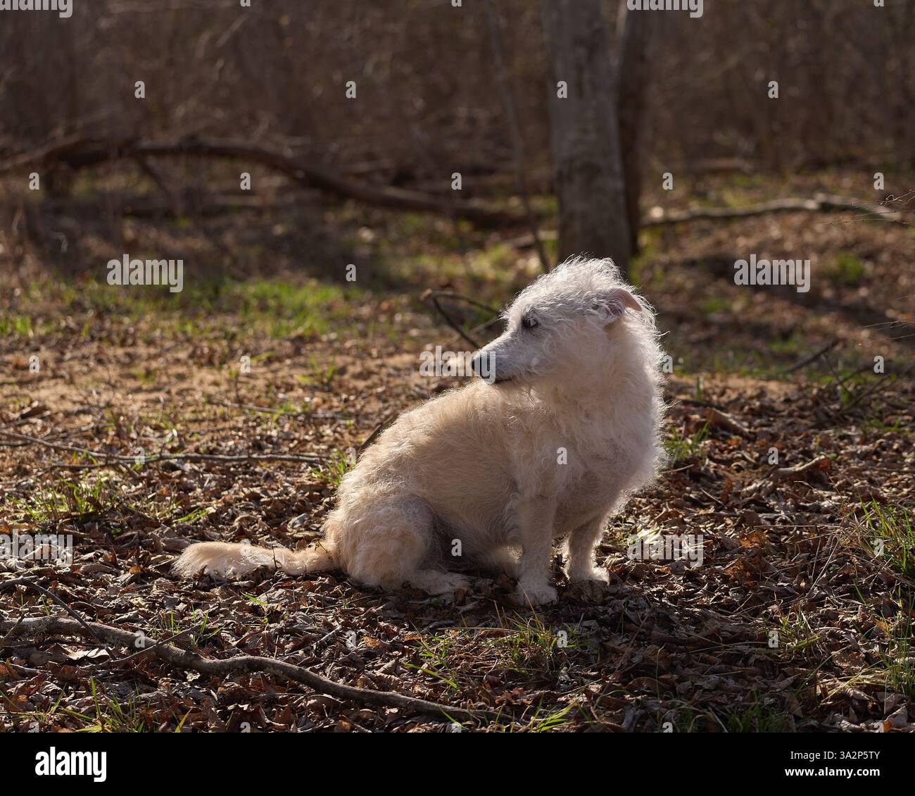 Un cane bianco e voluminoso seduto tranquillamente sotto la luce del sole su un bosco verdeggiante, guardando attentamente di lato. Foto Stock