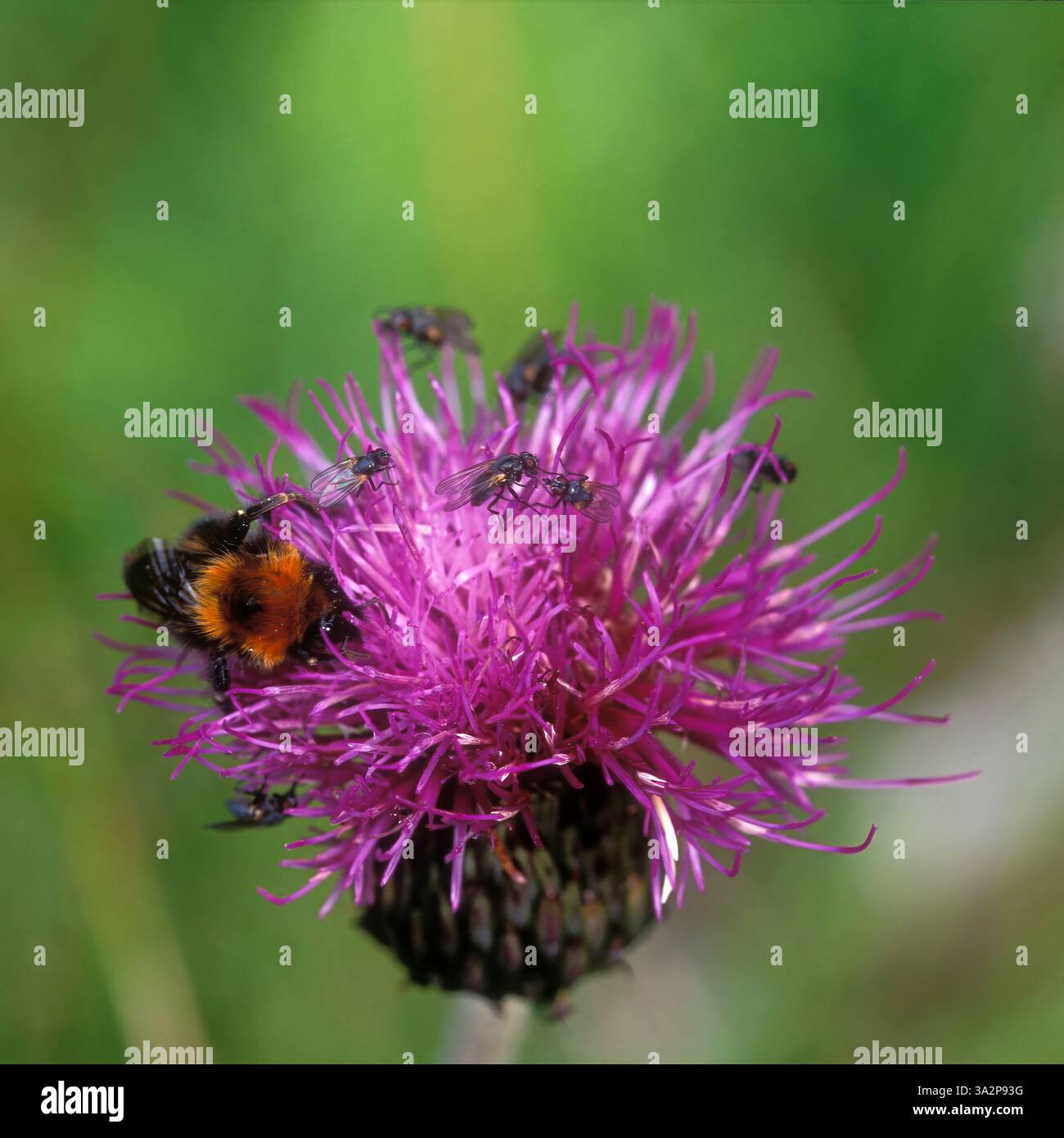 Primo piano su un calabrone e vola su un colorato fiorifero di cardo. Estate. Foto Stock