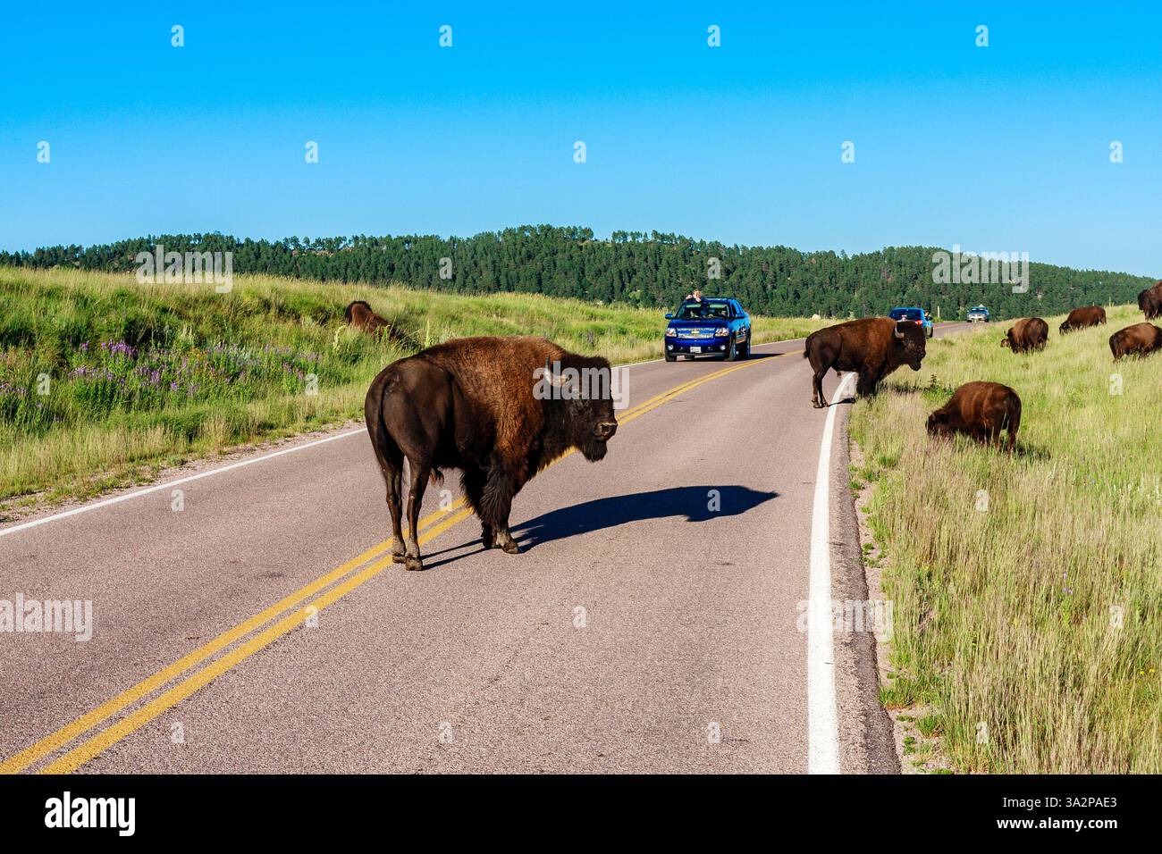 Una mandria di bisonti che pascolano in un paesaggio panoramico con un bisonte che attraversa una strada asfaltata con linee gialle e auto blu sullo sfondo sotto una S azzurra Foto Stock Una mandria di bisonti che pascolano in un paesaggio panoramico con un bisonte che attraversa una strada asfaltata con linee gialle e auto blu sullo sfondo sotto una S azzurra Foto Stock