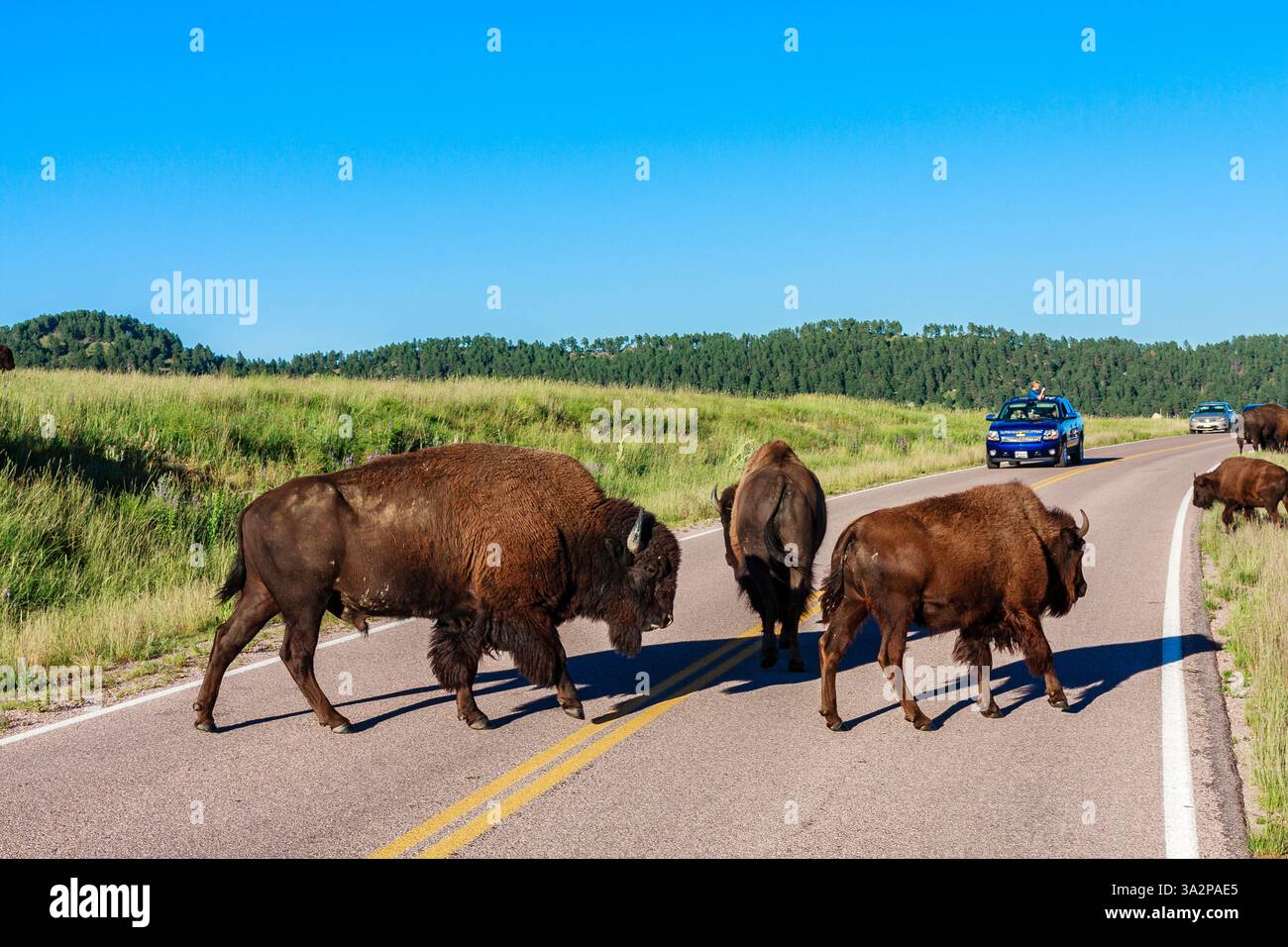 Una mandria di bisonti che pascolano in un paesaggio panoramico con un bisonte che attraversa una strada asfaltata con linee gialle e auto blu sullo sfondo sotto una S azzurra Foto Stock Una mandria di bisonti che pascolano in un paesaggio panoramico con un bisonte che attraversa una strada asfaltata con linee gialle e auto blu sullo sfondo sotto una S azzurra Foto Stock