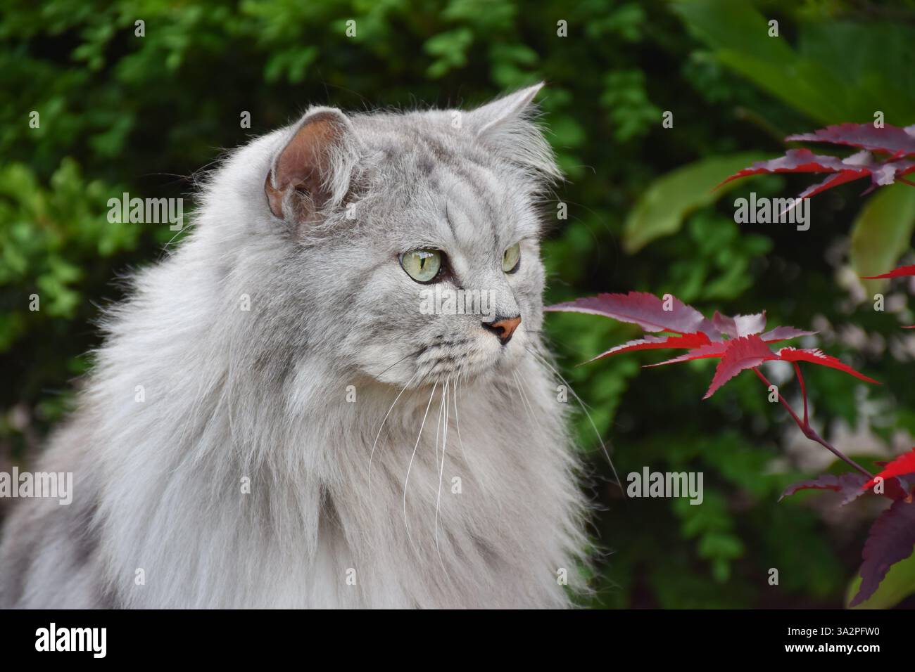 Ritratto del gatto cinese persiano grigio soffice seduto in un giardino Foto Stock Ritratto del gatto cinese persiano grigio soffice seduto in un giardino Foto Stock