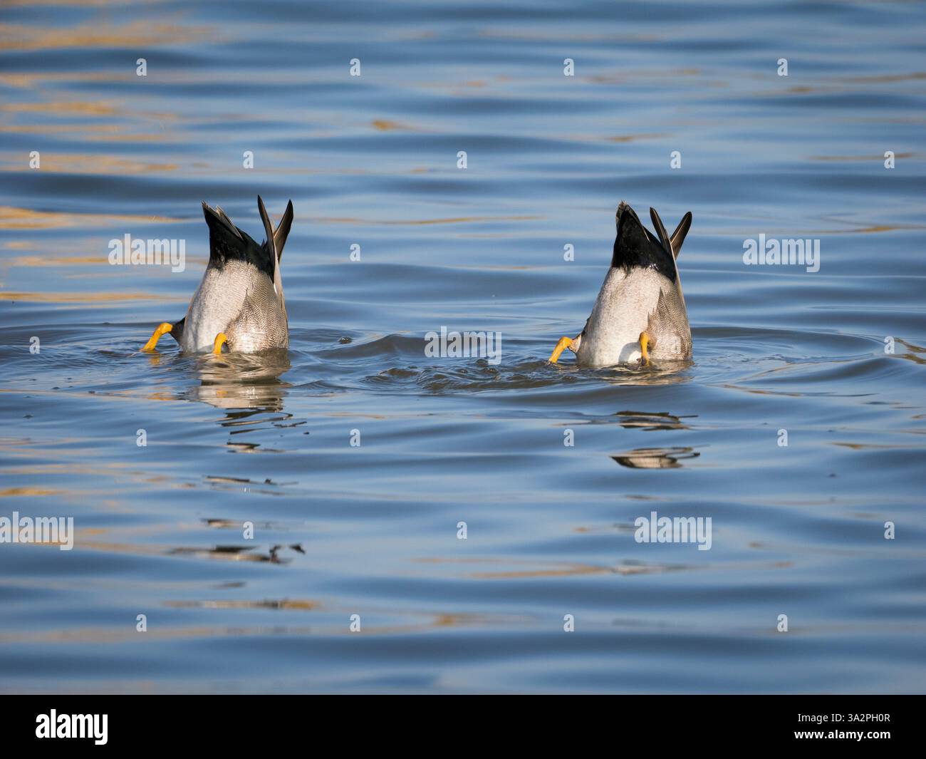 Un paio di anatre Gadwall (Anas strepera) che si alzano in acqua blu. Foto Stock
