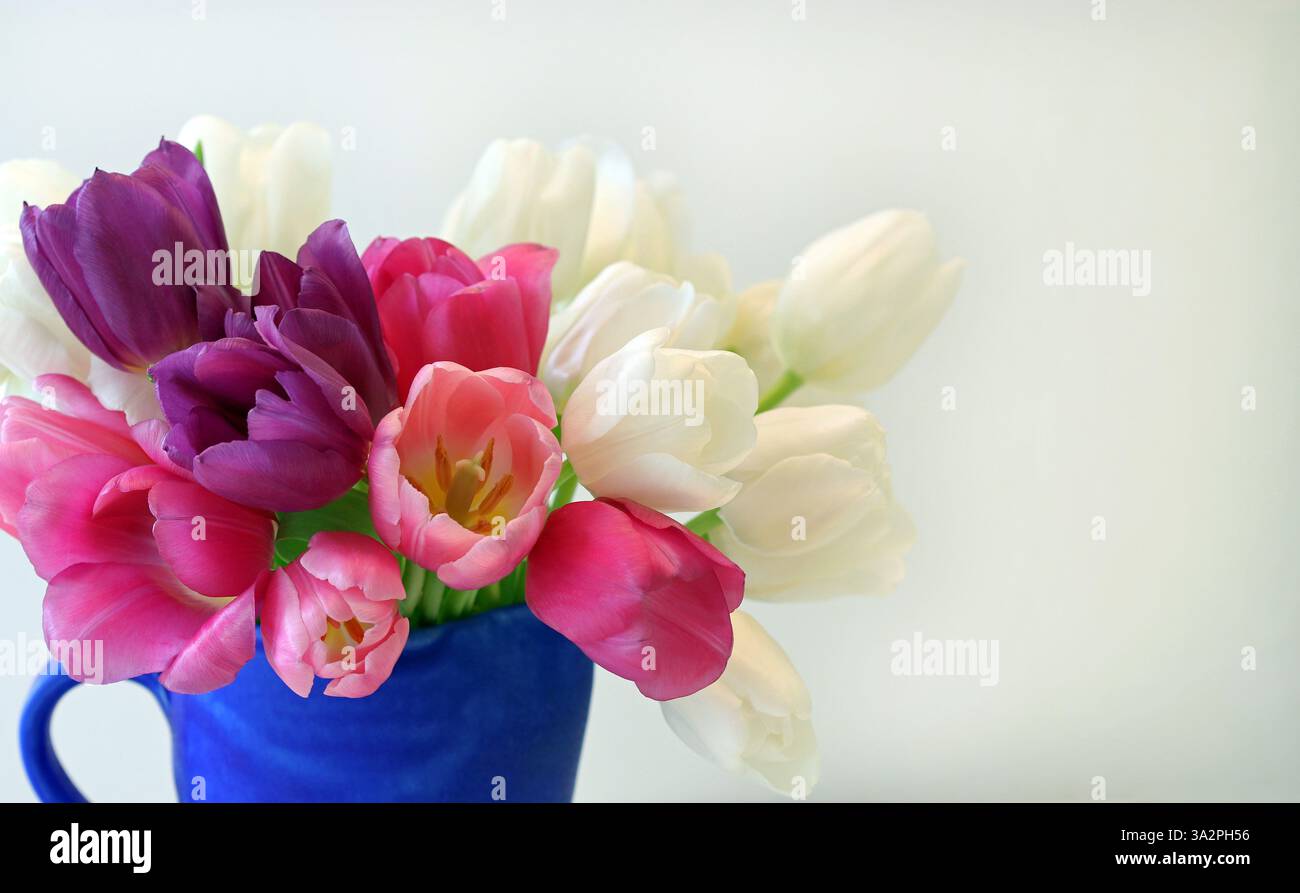 Immagine in studio full frame dai colori vivaci di un gruppo misto di tulipani singoli classici in una caraffa blu su sfondo bianco. Copia spazio. Foto Stock