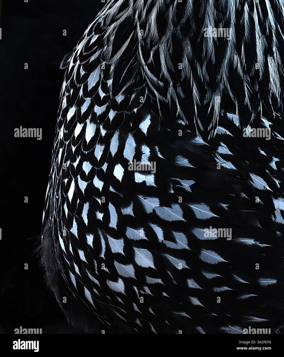 Primo piano astratto di intricate piume di pollo in bianco e nero, con motivi geometrici sorprendenti e texture delicate su uno sfondo scuro. Foto Stock