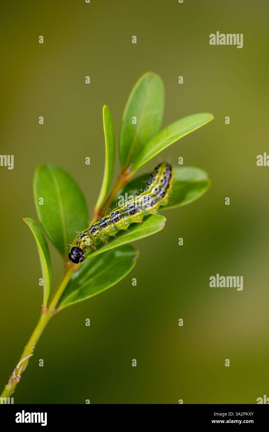 Trivella per bosso caterpillar su bosso, Box Tree Moth (Cydalima perspectalis) Larva su scatola, Caterpillars su bosso Foto Stock