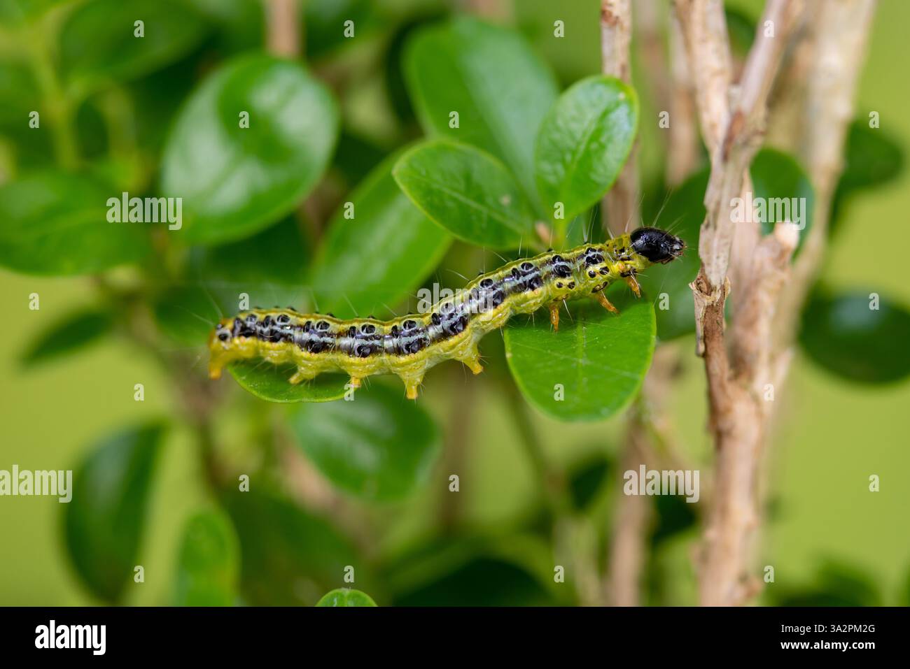 Trivella per bosso caterpillar su bosso, Box Tree Moth (Cydalima perspectalis) Larva su scatola, Caterpillars su bosso Foto Stock