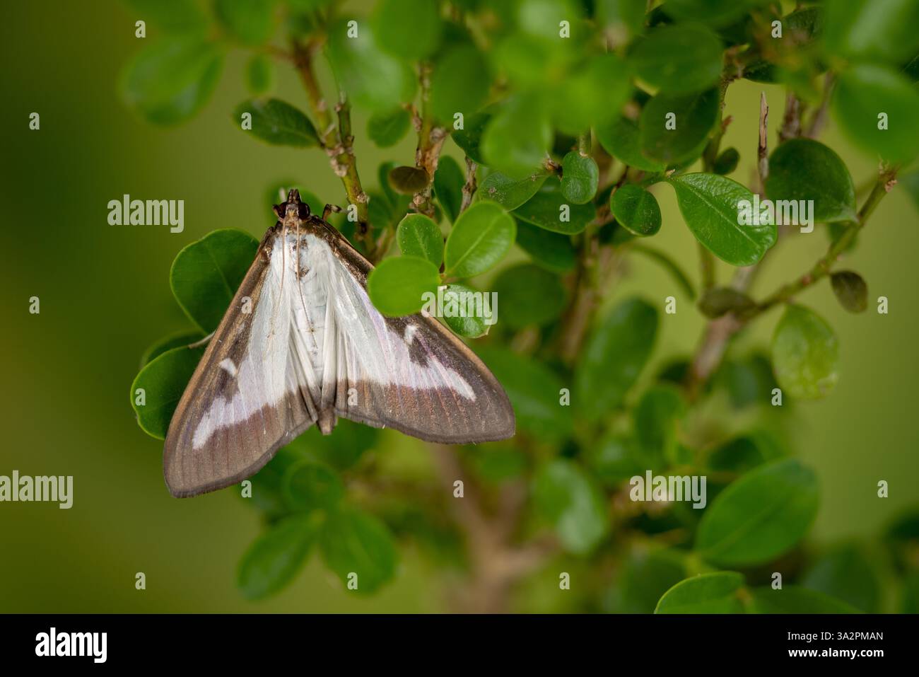 La falena del bosso (Cydalima perspectalis) si trova sull'albero della scatola, la falena del bosso si trova sul bosso Foto Stock