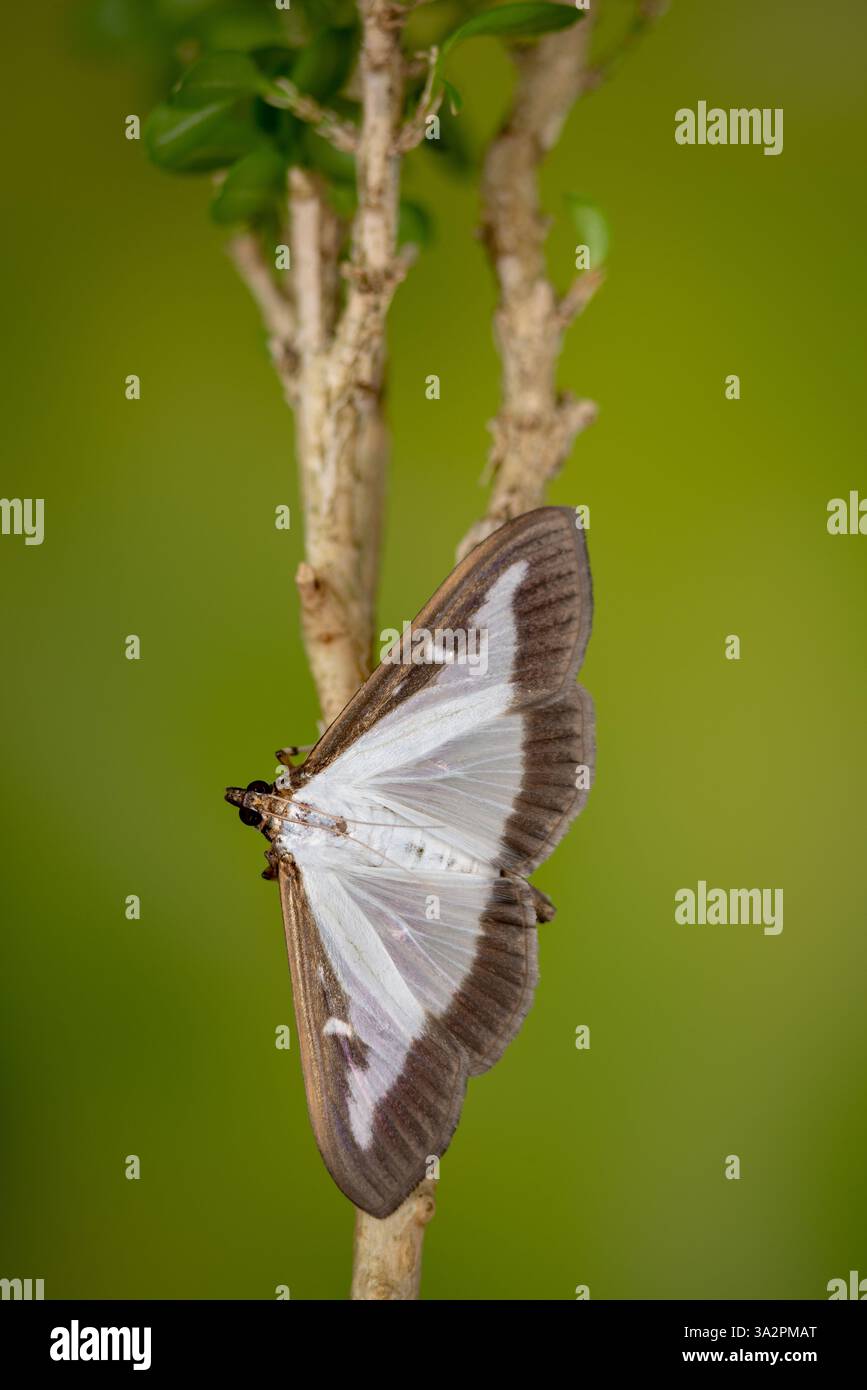 La falena di bosso si trova sul bosso, la falena di bosso si trova sul bosso, la falena di bosso si trova sull'albero di bosso, la Cydalima perspectalis si trova sull'albero di bosso Foto Stock