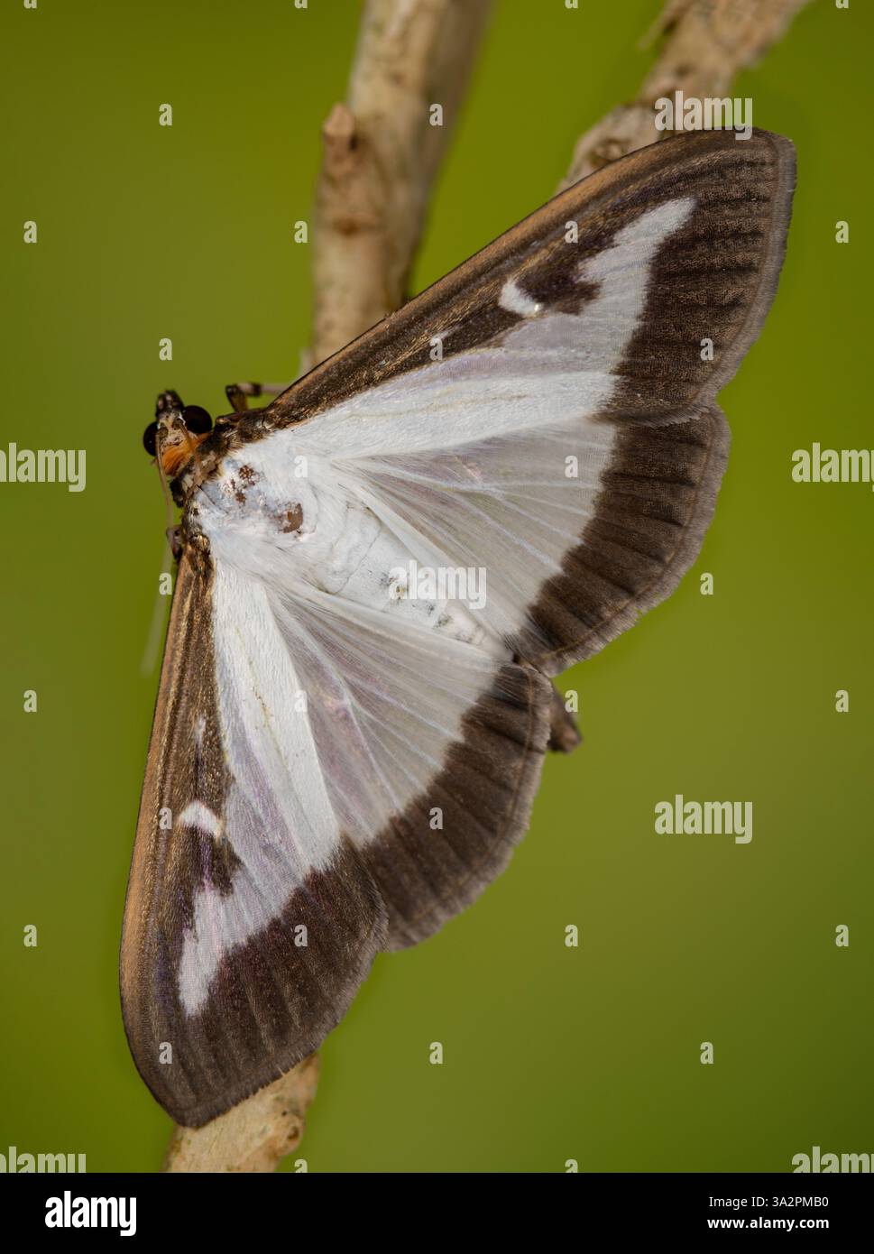 La falena del bosso (Cydalima perspectalis) si trova sull'albero della scatola, la falena del bosso si trova sul bosso Foto Stock
