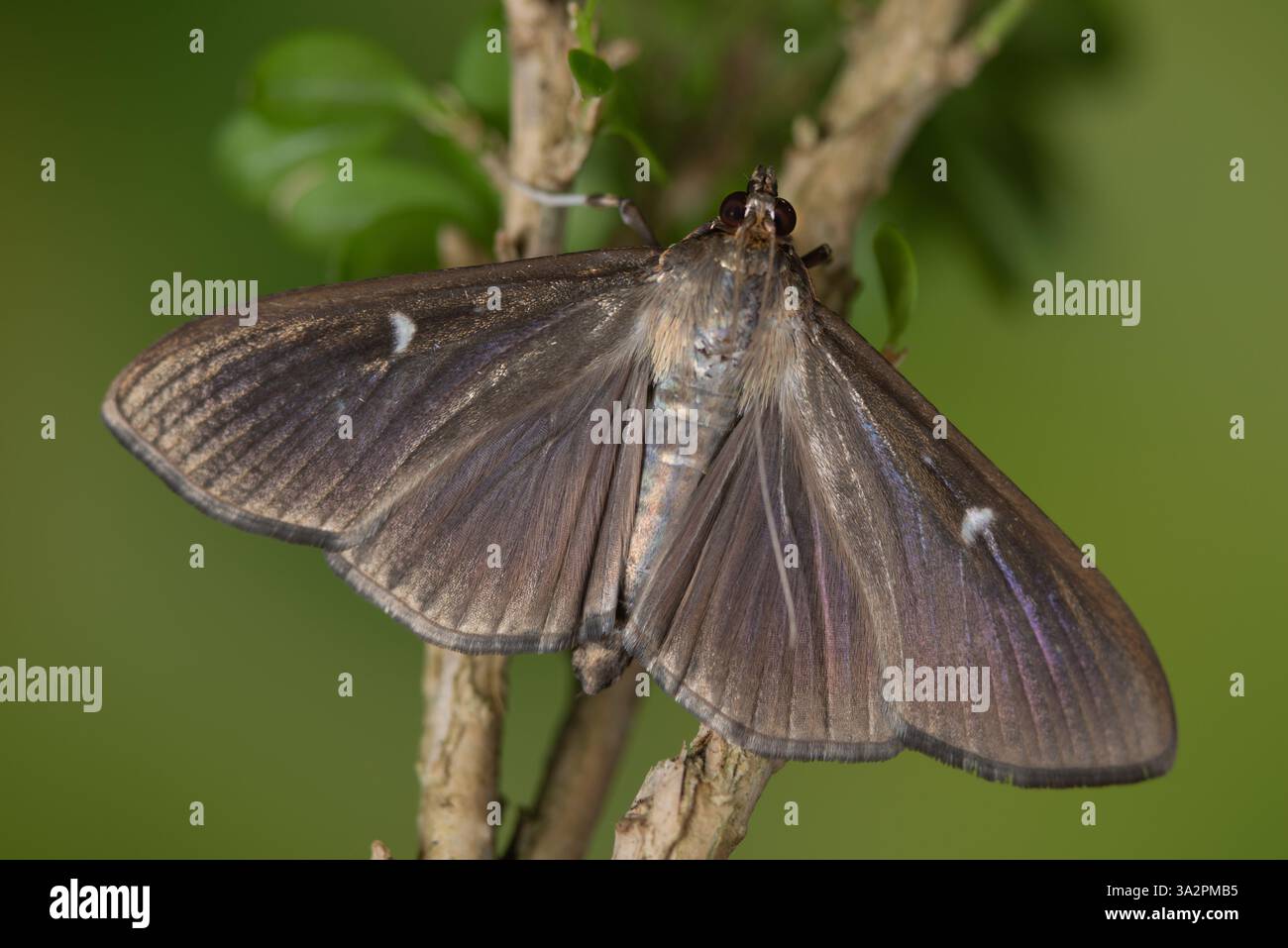 Variante marrone della trivella per bosso, Box Tree Moth (Cydalima perspectalis), femmina adulta (varietà marrone) su foglie di bosso (Buxus sempervirens) Foto Stock