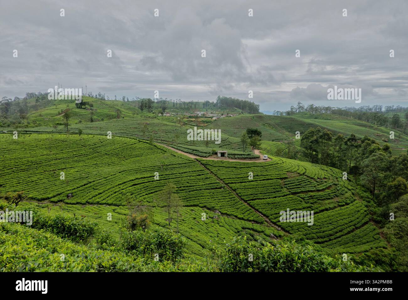 Splendida tenuta di tè lungo il Pekoe Trail, St. Catherine's Seat, Sri Lanka Foto Stock