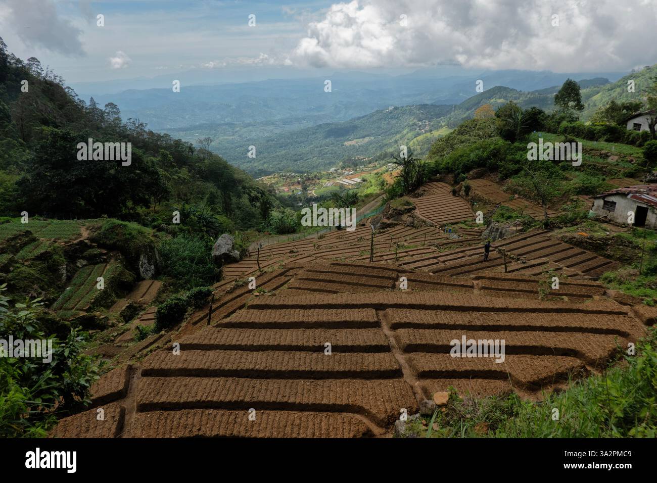 Campi fertili pronti per la piantagione, Haputale, Sri Lanka Foto Stock