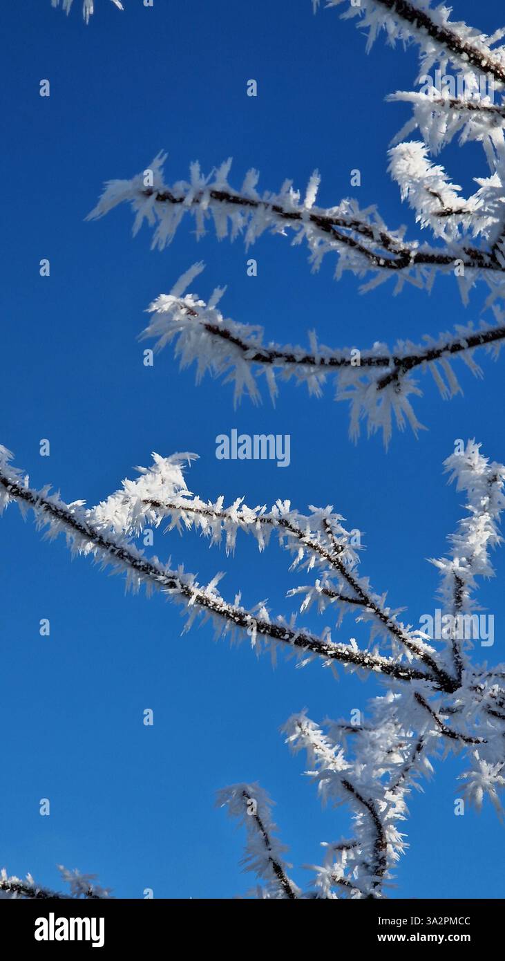 Cristalli congelati su piccoli arbusti, scoperti durante una passeggiata invernale. - Immagine stock catturata con smartphone