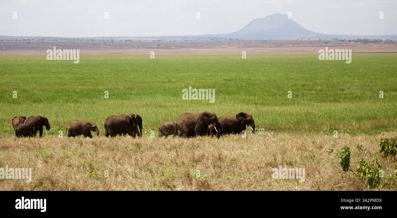 Branco di elefanti che pascolano pacificamente nelle vibranti praterie del Parco Nazionale di Tarangire, con il caratteristico Monte Hanang che domina l'orizzonte lontano. Foto Stock