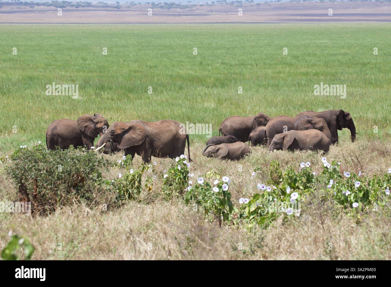 Elefanti pascolano tranquillamente tra i fiori selvatici nelle lussureggianti praterie del Parco Nazionale di Tarangire, Tanzania; un idilliaco scenario di fauna selvatica africana. Foto Stock