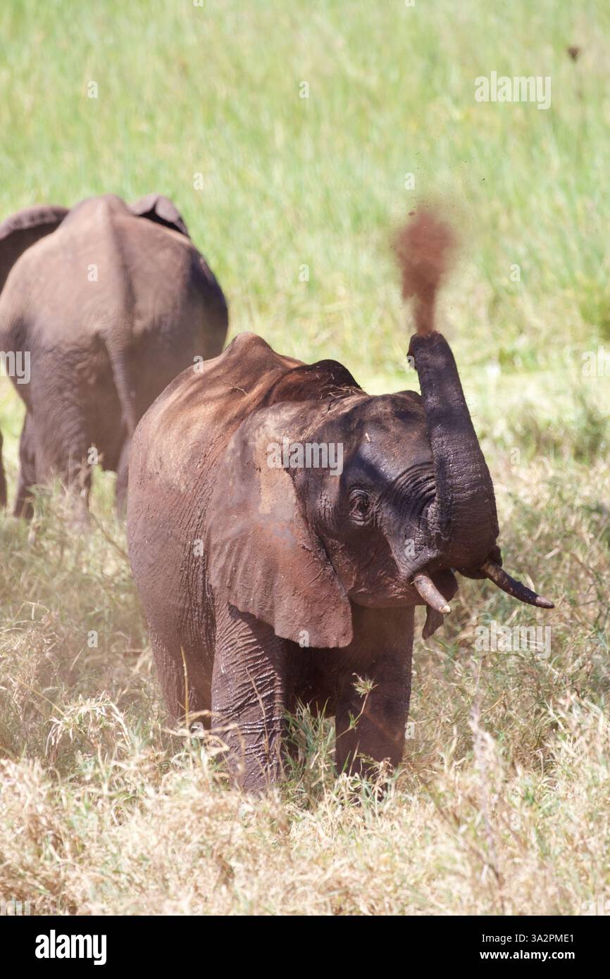 Il giovane elefante africano si bagna con gioia con il tronco sollevato, spruzzando terreno su se stesso, nelle lussureggianti praterie del Parco Nazionale di Tarangire, Tanzania. Foto Stock