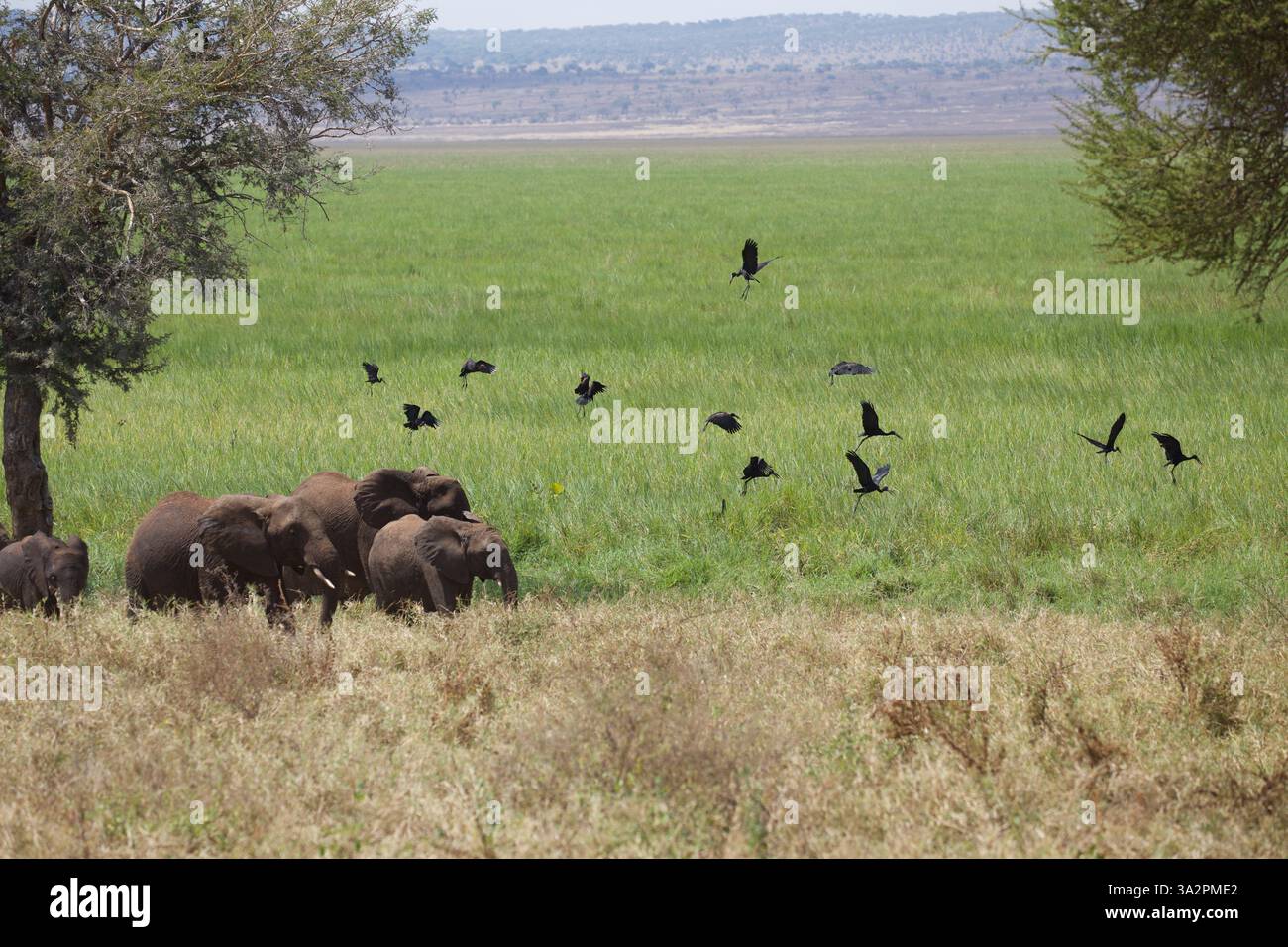 Elefanti africani che pascolano mentre gli uccelli sbalorditi prendono il volo nel lussureggiante Parco Nazionale di Tarangire, Tanzania; dinamica scena faunistica durante il safari. Foto Stock