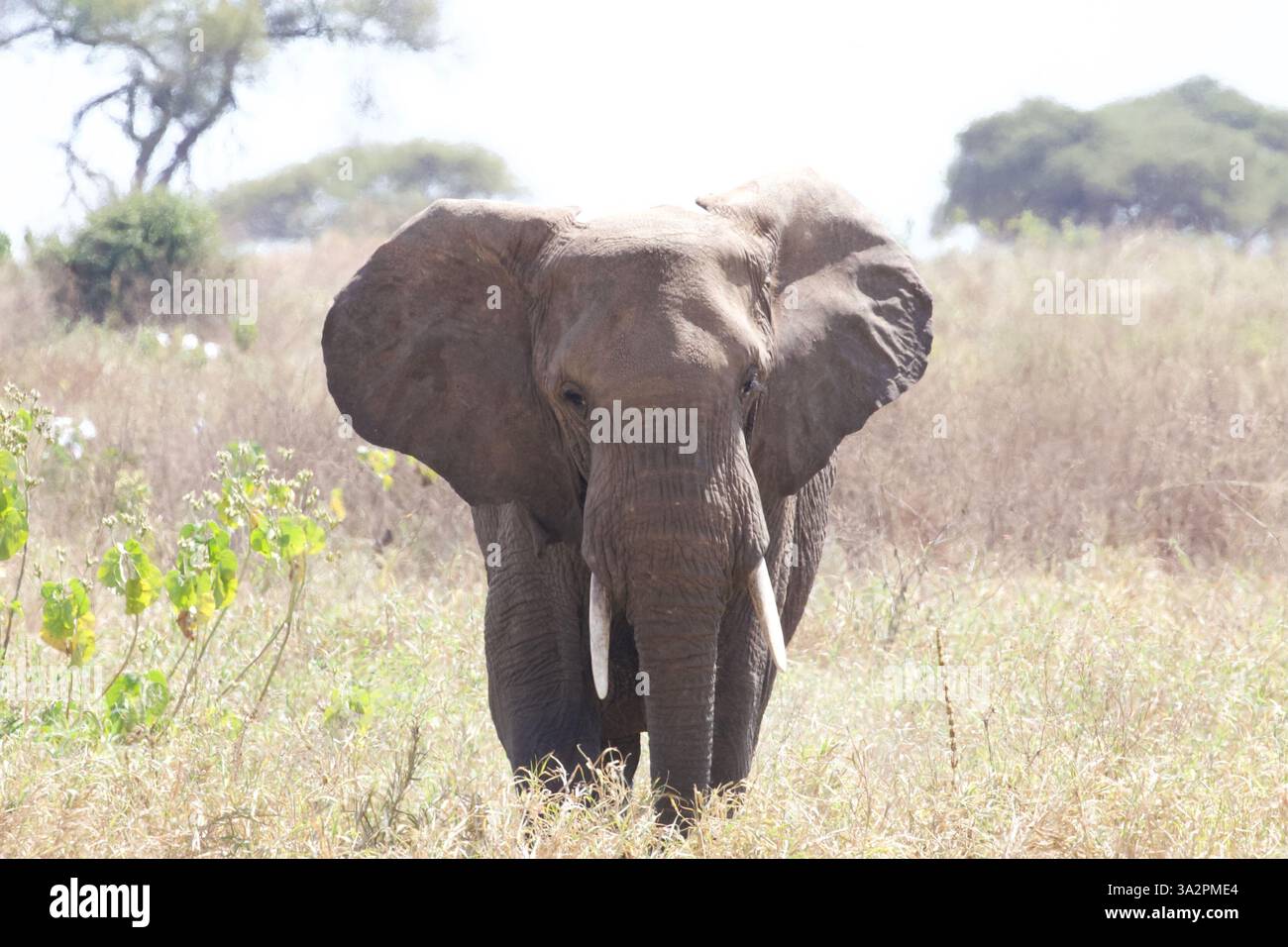 Il maestoso elefante africano si affaccia in avanti, le orecchie si diffondono, camminando con grazia attraverso le praterie dorate del Parco Nazionale di Tarangire, Tanzania. Foto Stock