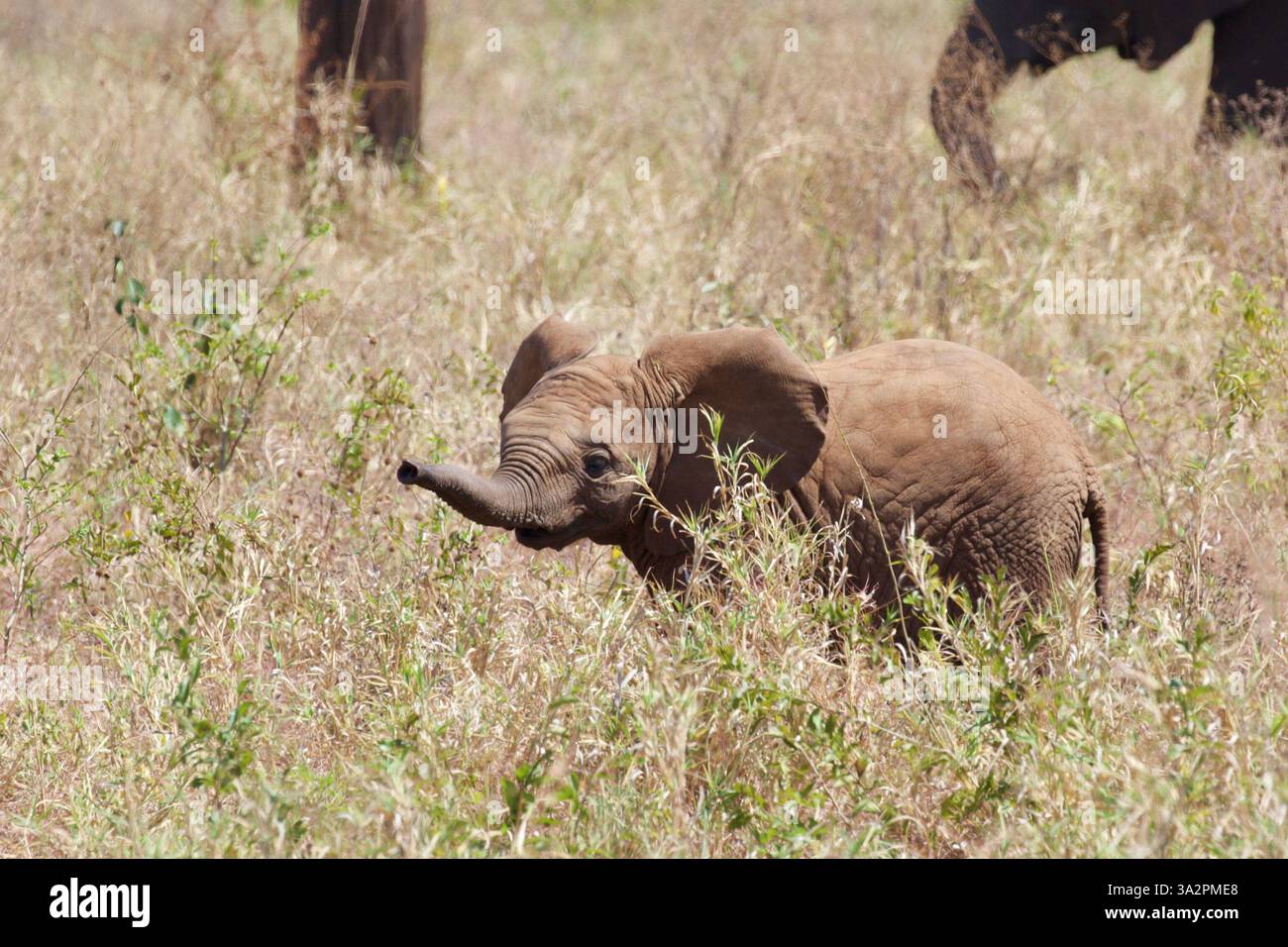 Giocoso baby elefante esplora con gioia le pianure erbose del Parco Nazionale di Tarangire, Tanzania, tronco cresciuto con curiosa gioia. Foto Stock