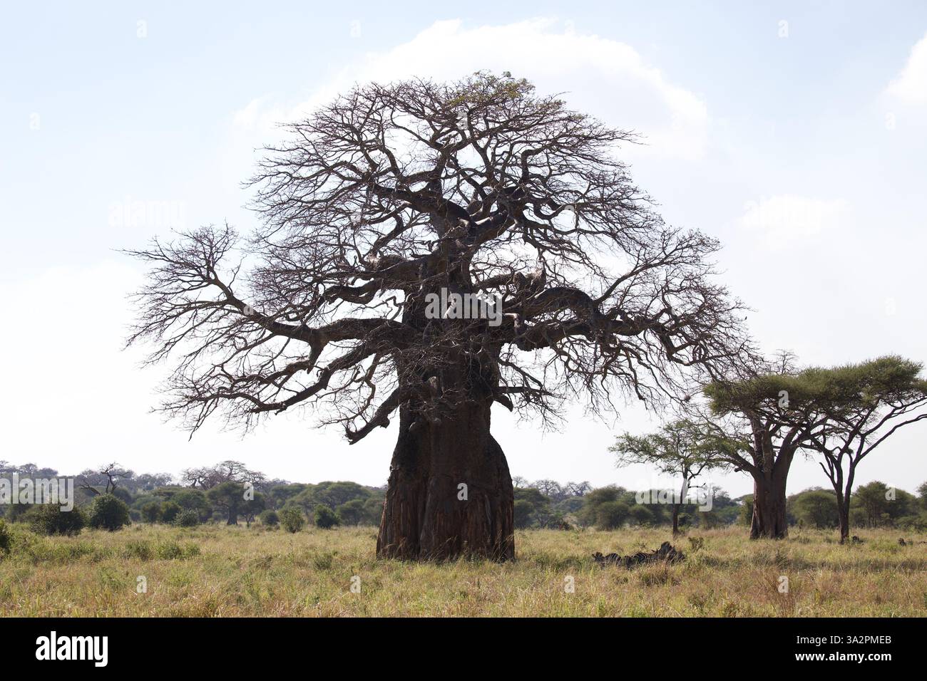 Maestosi alberi di baobab con zebre al pascolo, Parco Nazionale del Tarangire, Tanzania. Iconico paesaggio africano, habitat faunistico, safari fotografici. Foto Stock