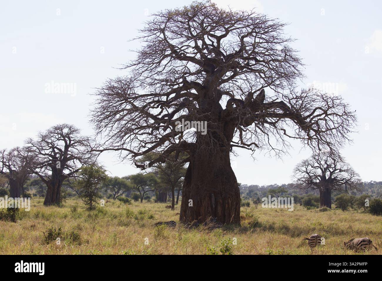 Maestosi alberi di baobab con zebre al pascolo, Parco Nazionale del Tarangire, Tanzania. Iconico paesaggio africano, habitat faunistico, safari fotografici. Foto Stock