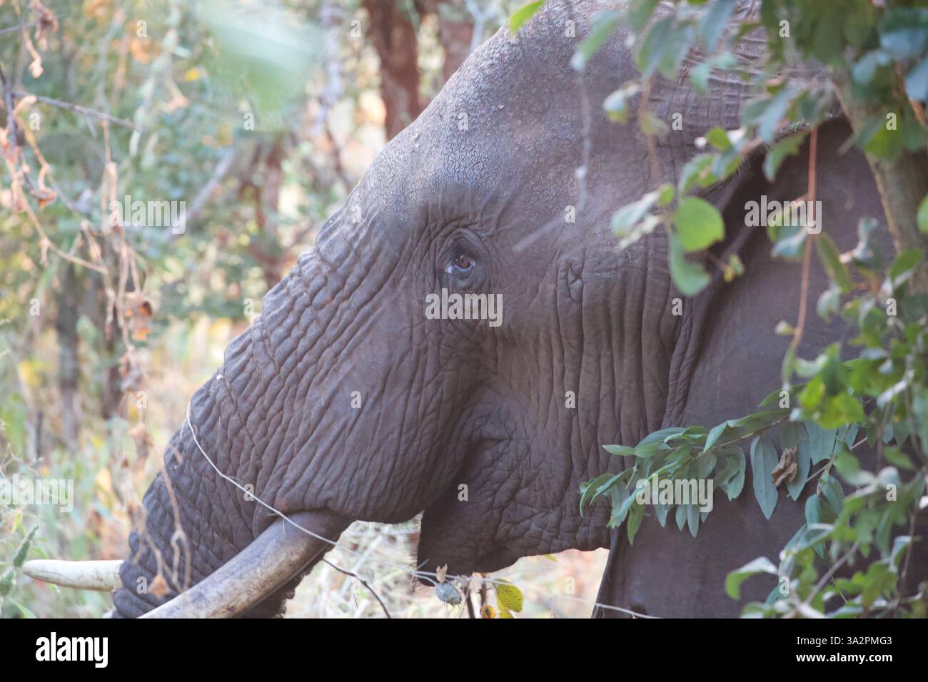Ritratto ravvicinato di elefante africano nella foresta, Parco Nazionale di Tarangire, Tanzania. Fotografia di animali selvatici, dettagli pachidermici, incontro maestoso con safari. Foto Stock
