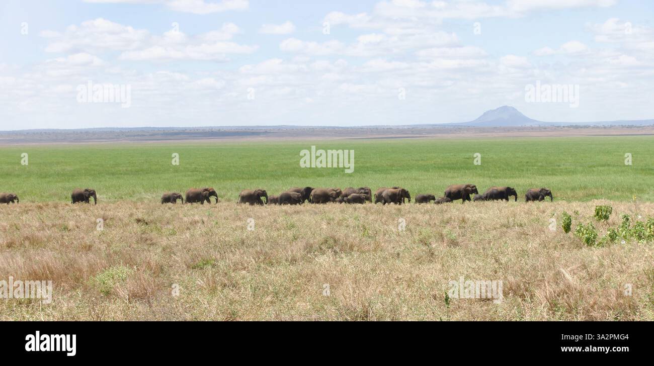 Mandria di elefanti che pascolano attraverso la savana di Tarangire, con il lontano sfondo del Monte Hanang, Parco Nazionale di Tarangire, Tanzania. Fotografia di paesaggi da safari. Foto Stock
