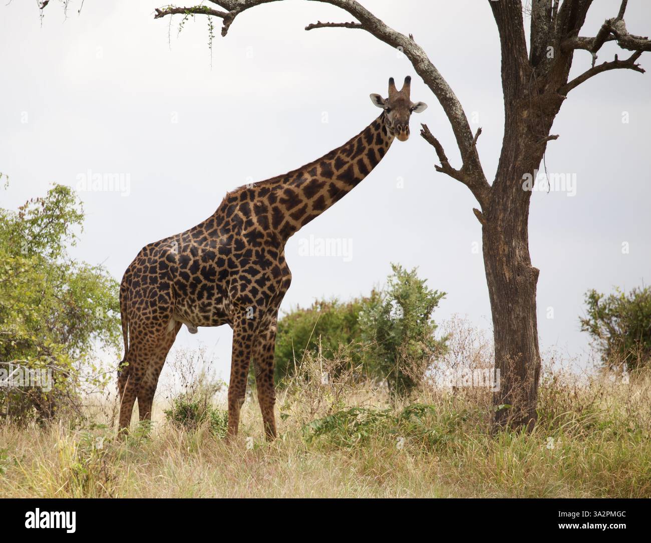 Giraffa Masai sotto l'albero, Parco Nazionale di Tarangire, Tanzania. Safari africano, ecosistema di savana, fotografia di ritratti di giraffe. Foto Stock