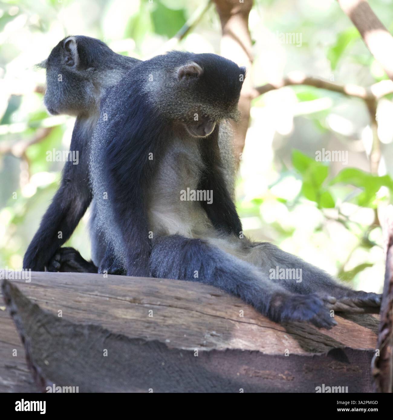 Scimmie blu (Cercopithecus mitis) che riposano nel Parco Nazionale del Lago Manyara, Tanzania. Primati della foresta, ritratti di fauna selvatica, fotografie di safari. Foto Stock