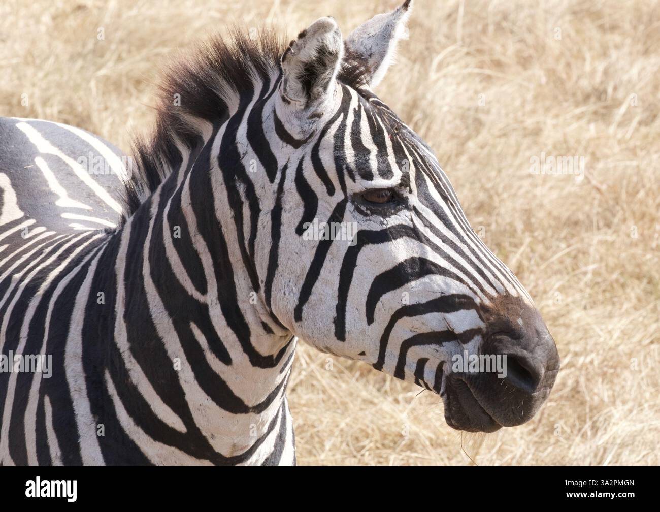Ritratto ravvicinato della zebra delle pianure, Parco Nazionale del Serengeti, Tanzania. Dettagli sulla fauna selvatica africana, fotografie di safari, motivo a strisce distintivo. Foto Stock