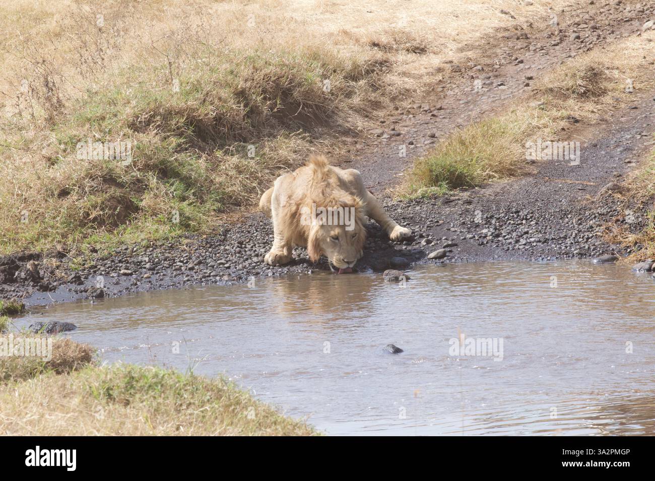 Leone maschio minorenne che beve dal pozzo d'acqua del Serengeti National Park, Tanzania. Fauna selvatica africana, scena safari, comportamento dei predatori, savana selvaggia. Foto Stock