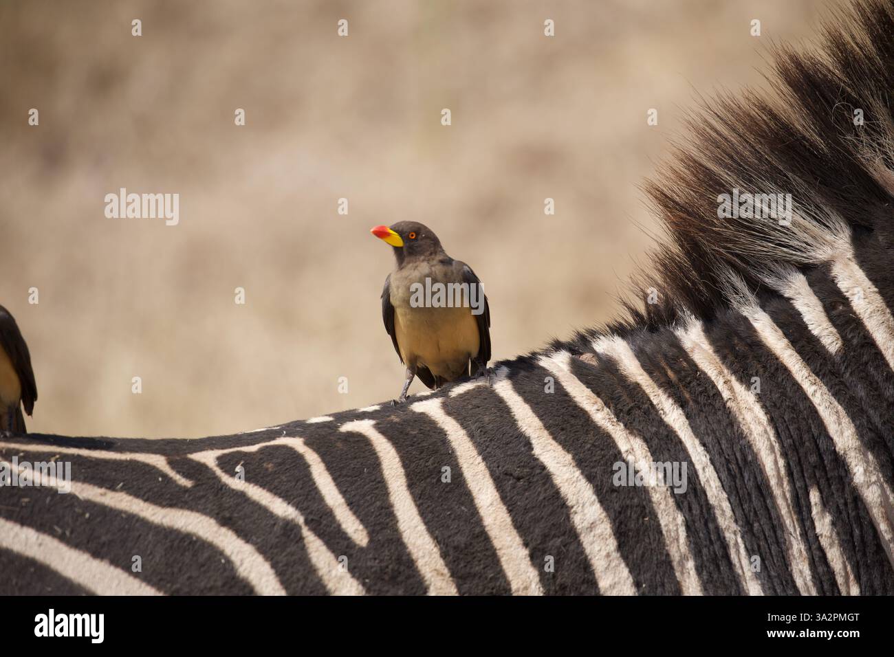 Oxpecker a becco giallo (Buphagus africanus) arroccato sulla zebra, Parco Nazionale del Serengeti, Tanzania. Fauna selvatica africana simbiotica, safari fotografico con uccelli. Foto Stock