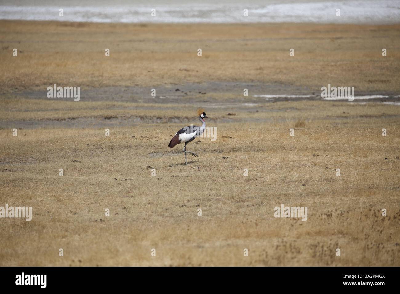 Gru coronata grigia (Balearica regulorum) che cammina in praterie aperte, Parco Nazionale del Serengeti, Tanzania. Elegante fotografia di uccelli africani e fauna selvatica. Foto Stock