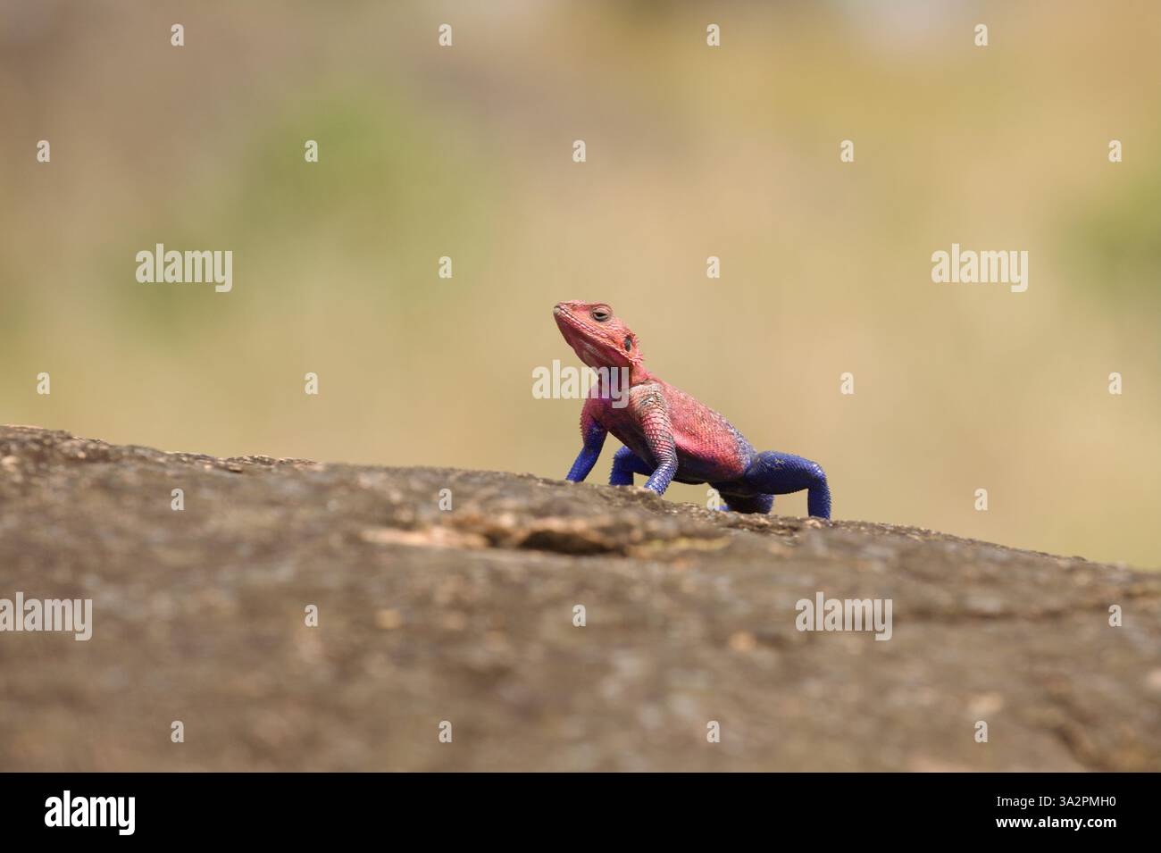 Mwanza roccia a testa piatta agama (Agama mwanzae) che prende il sole su una roccia, Parco Nazionale del Serengeti, Tanzania. Rettili colorati, fotografie di animali selvatici. Foto Stock