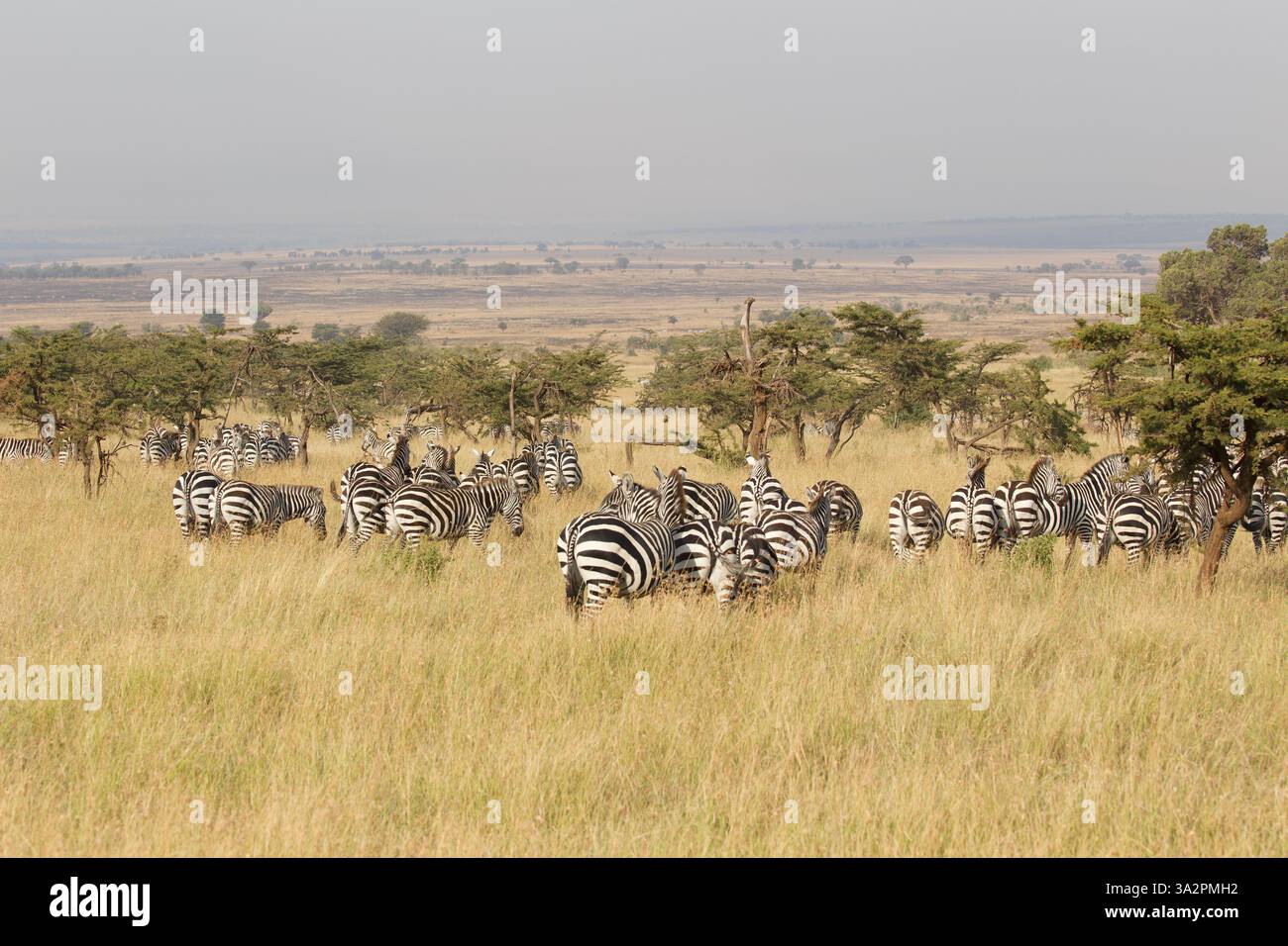 Mandria di zebre che pascolano nel Parco Nazionale del Serengeti, Tanzania. Fauna selvatica africana, safari, savana aperta e paesaggio migratorio Foto Stock