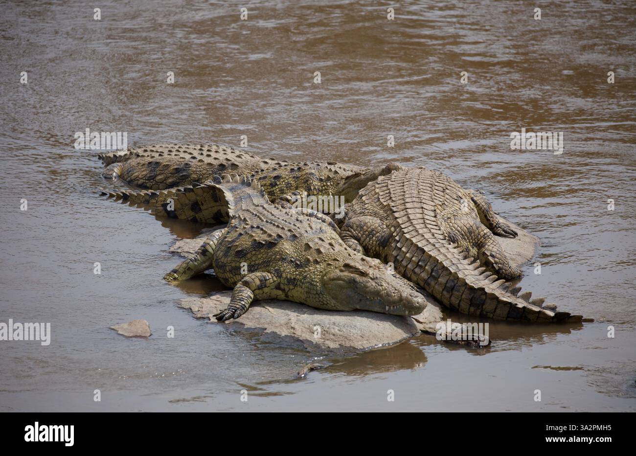 Gruppo di coccodrilli del Nilo che si crogiolano sulle rocce in un fiume, Parco Nazionale del Serengeti, Tanzania. Fauna selvatica africana, comportamento dei predatori e fotografia di safari Foto Stock