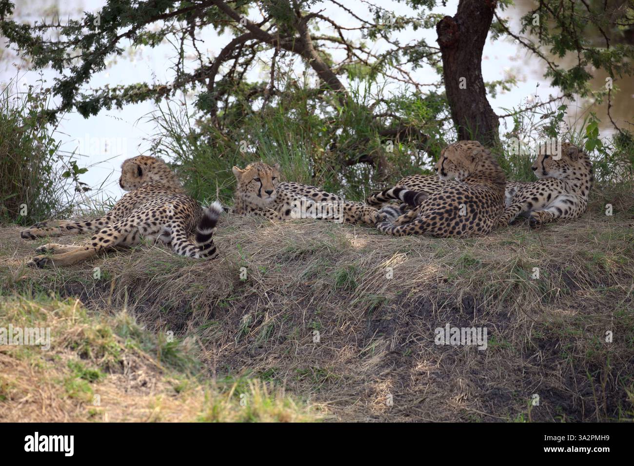 Coalizione Cheetah che riposa all'ombra, Serengeti National Park, Tanzania. Fauna selvatica africana, comportamento dei predatori e scenario di safari nella savana Foto Stock